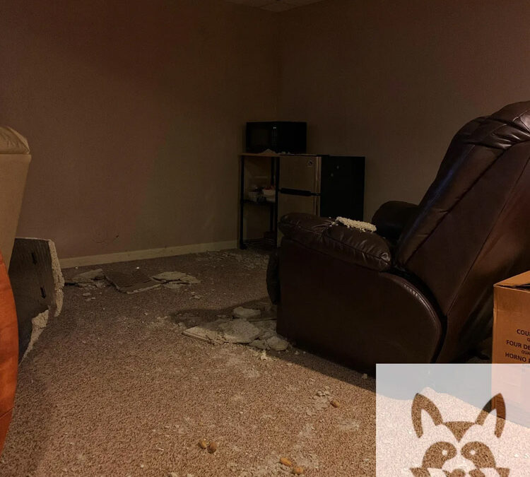 Can We Just Leave the Critters up There?