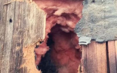 Can We Patch the Hole Without First Removing the Critter?