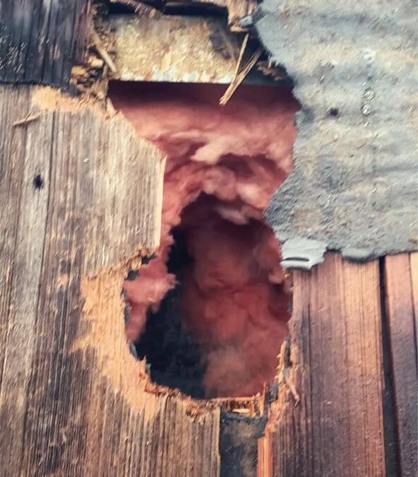 Can We Patch the Hole Without First Removing the Critter?