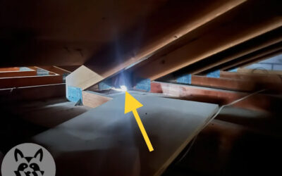 Common Reasons Rat Control Efforts Fail