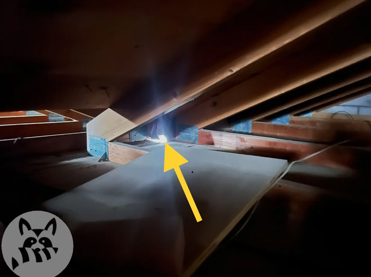 Common Reasons Rat Control Efforts Fail