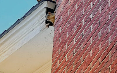 Could I Have Squirrels and Raccoons in My Attic?