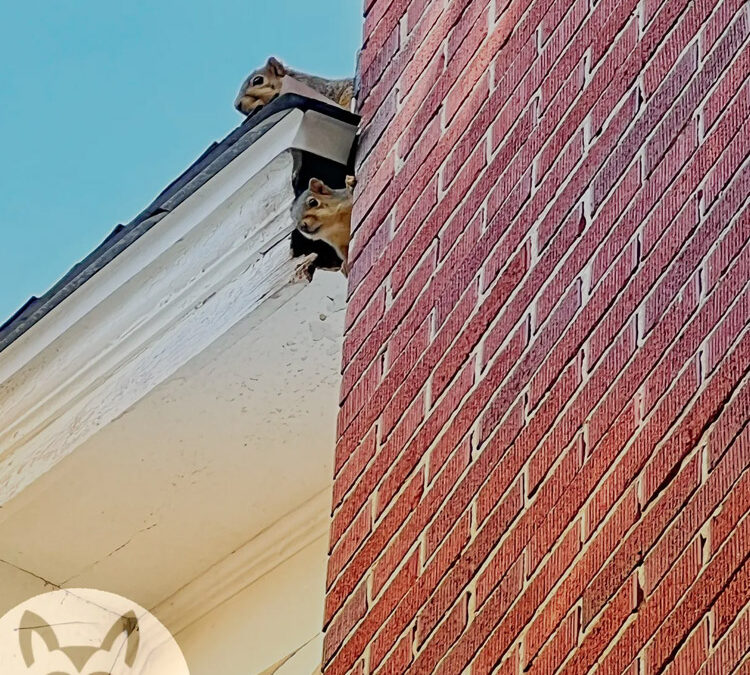 Could I Have Squirrels and Raccoons in My Attic?