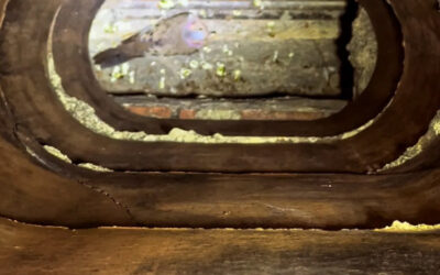 Critter in the Chimney?