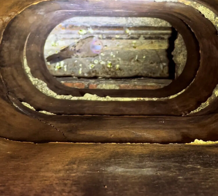 Critter in the Chimney?