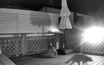 Do Raccoons Travel in Groups?