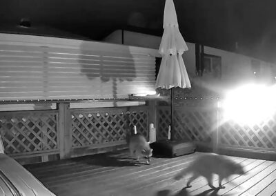 Do-Raccoons-Travel-in-Groups