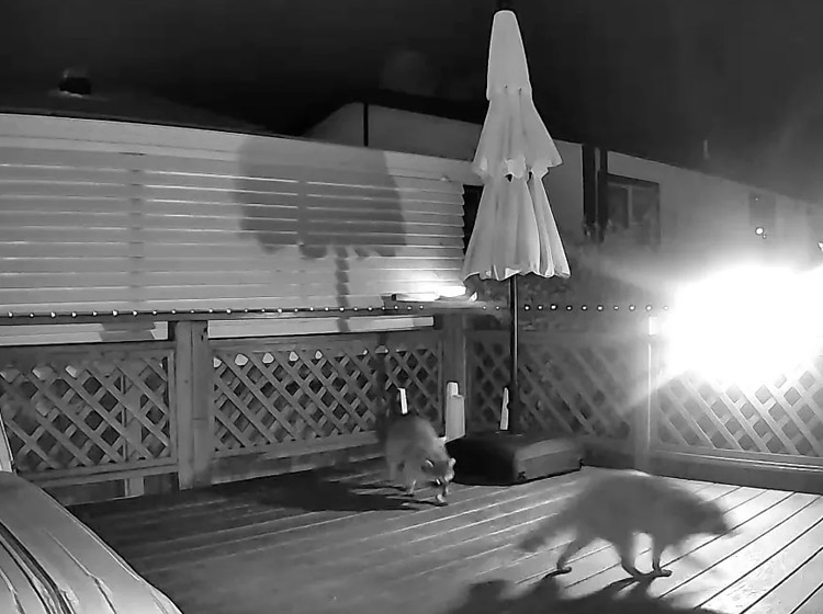 Do-Raccoons-Travel-in-Groups