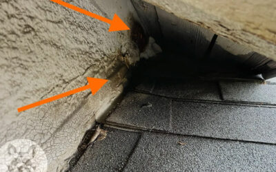 Explained – Dark Stains Around Critter Entry Points