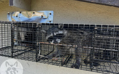 Scottsdale Arizona Wildlife Control: Explained-Trap Shy Raccoons