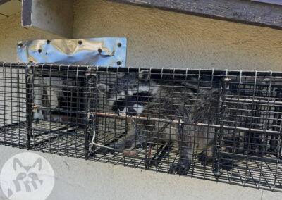 Explained-Trap-Shy-Raccoons