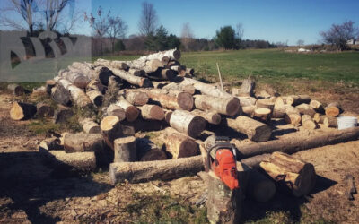 Firewood – a Cozy Place for Insects & Critters