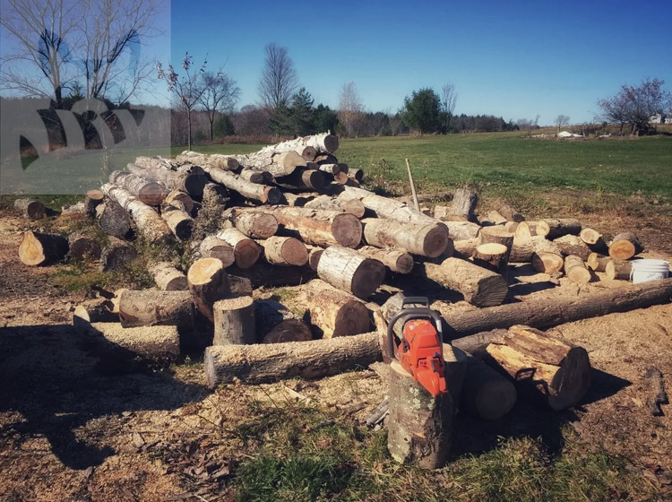 Firewood – a Cozy Place for Insects & Critters