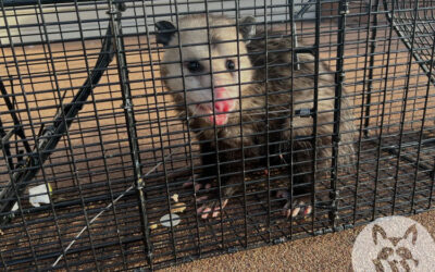 Five Interesting Facts About the Opossum