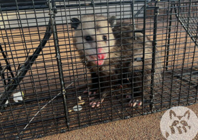 Five-Interesting-Facts-About-the-Opossum