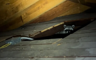 Habits of Mother Raccoons in Attics