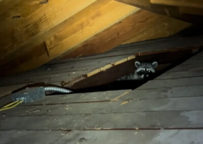 Habits-of-Mother-Raccoons-in-Attics