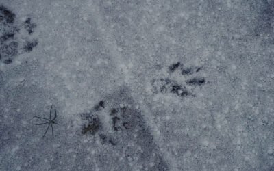 How Are Raccoons Getting on My Roof?