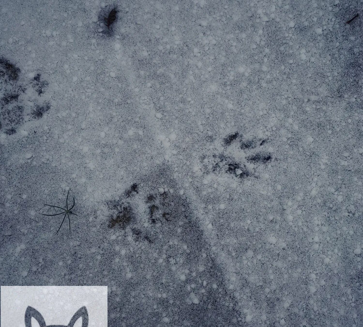 How Are Raccoons Getting on My Roof?