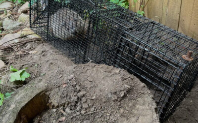 How Many Groundhogs Are in the Hole?