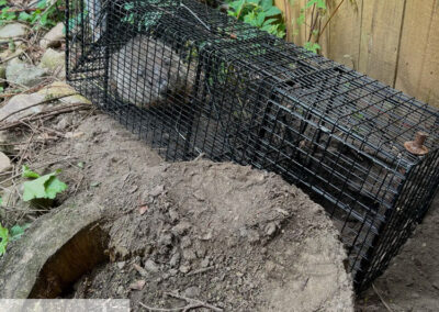 How-Many-Groundhogs-Are-in-the-Hole