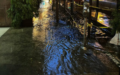 How Rain Can Affect Critter Infestations