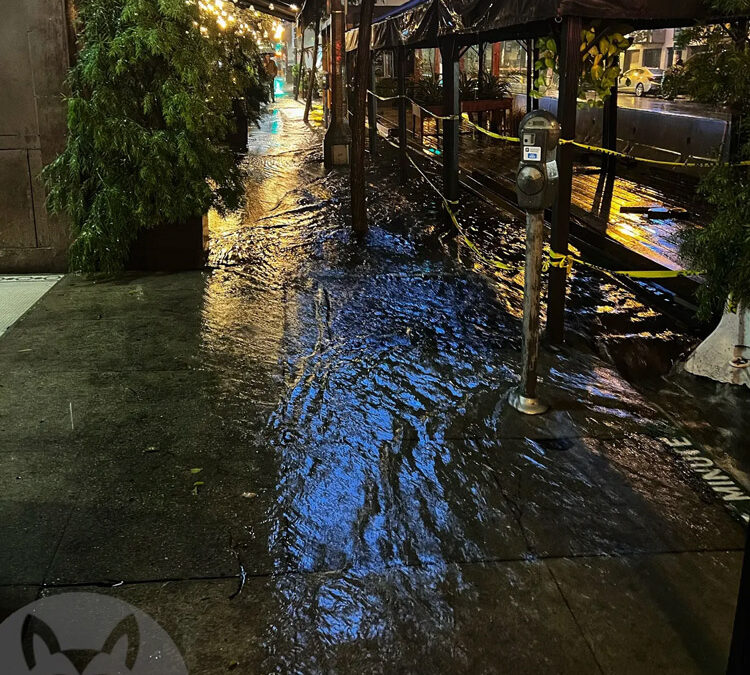 How Rain Can Affect Critter Infestations