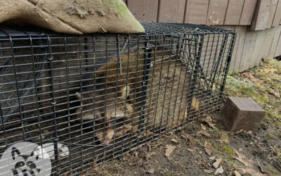 How To Deter Raccoons From Homes