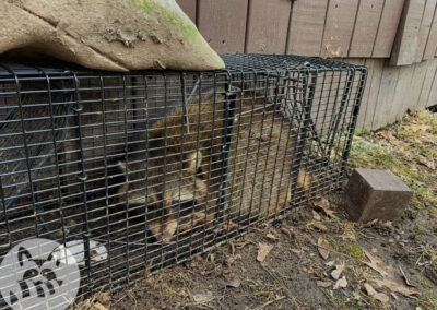 How-To-Deter-Raccoons-From-Homes