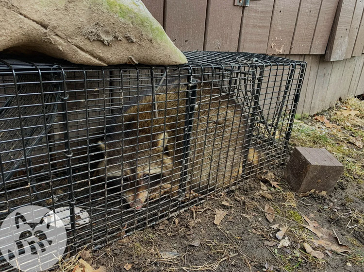 How To Deter Raccoons From Homes