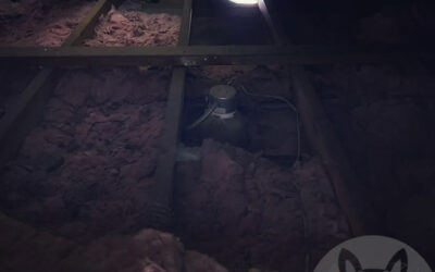 How To Locate Critter Entry Points From Inside the Attic?