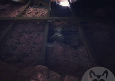 How-To-Locate-Critter-Entry-Points-From-Inside-the-Attic