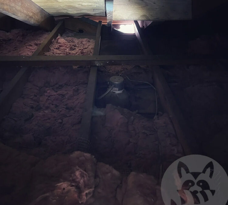 How To Locate Critter Entry Points From Inside the Attic?