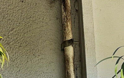 How To Locate Rat Entrance Points