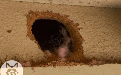 I Found a Critter Hole on My House- Can I Seal It Up?