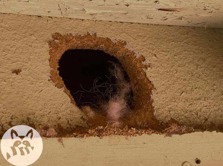 I Found a Critter Hole on My House- Can I Seal It Up?