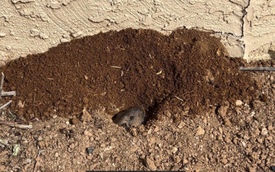 I Have Critters Burrowing in My Yard, Can They Cause Any Damage?