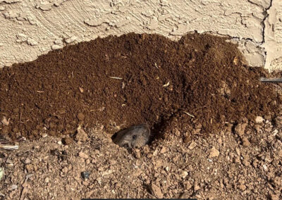 I-Have-Critters-Burrowing-in-My-Yard