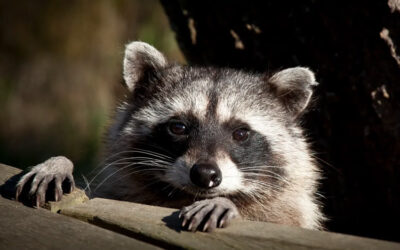 I Hear the Critters at Night, What Are They Doing During the Day?