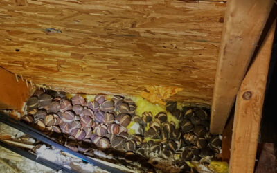 I hear them scratching every morning