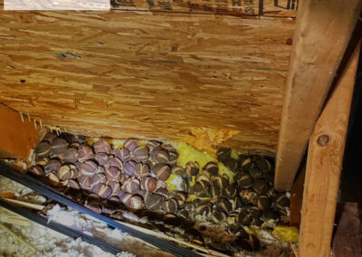 I-hear-them-scratching-every-morning