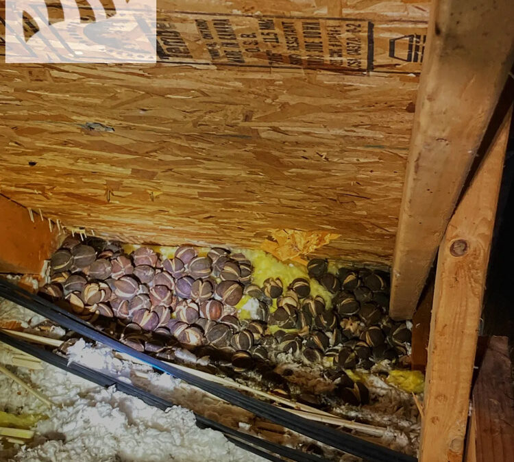 I hear them scratching every morning