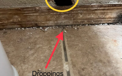 Mice and Rats: Visual Acuity & Trap Placement