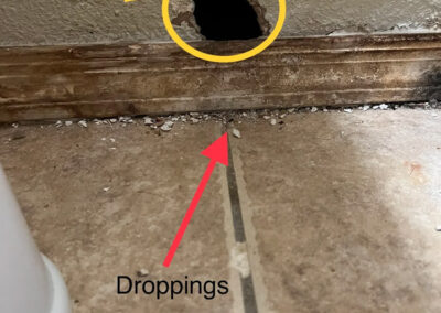 Mice-and-Rats-Visual-Acuity-and-Trap-Placement