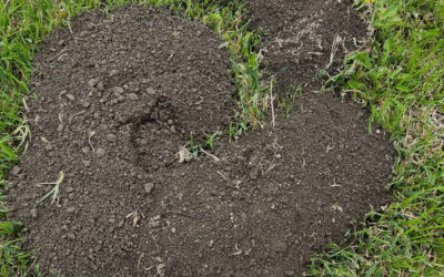 Mounds of Dirt in the Yard- Moles or Gophers?