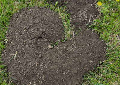 Mounds-of-Dirt-in-the-Yard-Moles-or-Gophers