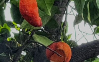 My Neighbor Has a Rat Problem. How Do I Keep Them Away From Me?