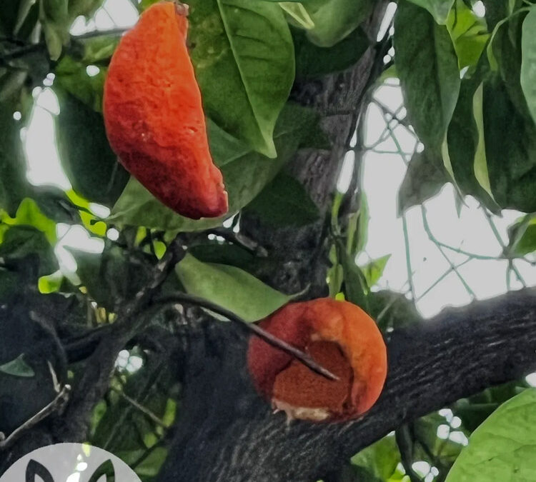 My Neighbor Has a Rat Problem. How Do I Keep Them Away From Me?