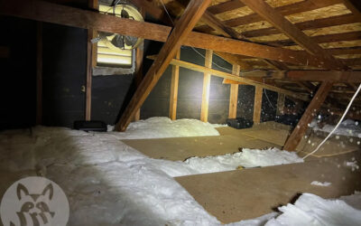 Neophobia- Why Rats Shy Away From Traps