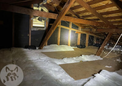 Neophobia-Why-Rats-Shy-Away-From-Traps